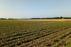 terreno agricolo