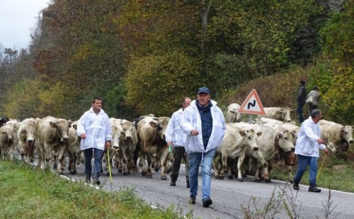 Un’immagine della prima edizione dell’iniziativa “Caluma el vache. Il ritorno della mandria a valle” organizzata da Confagricoltura lo scorso anno a Prazzo