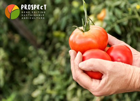 Mani che tengono due pomodori in mezzo alla natura con il logo del progetto Prospect