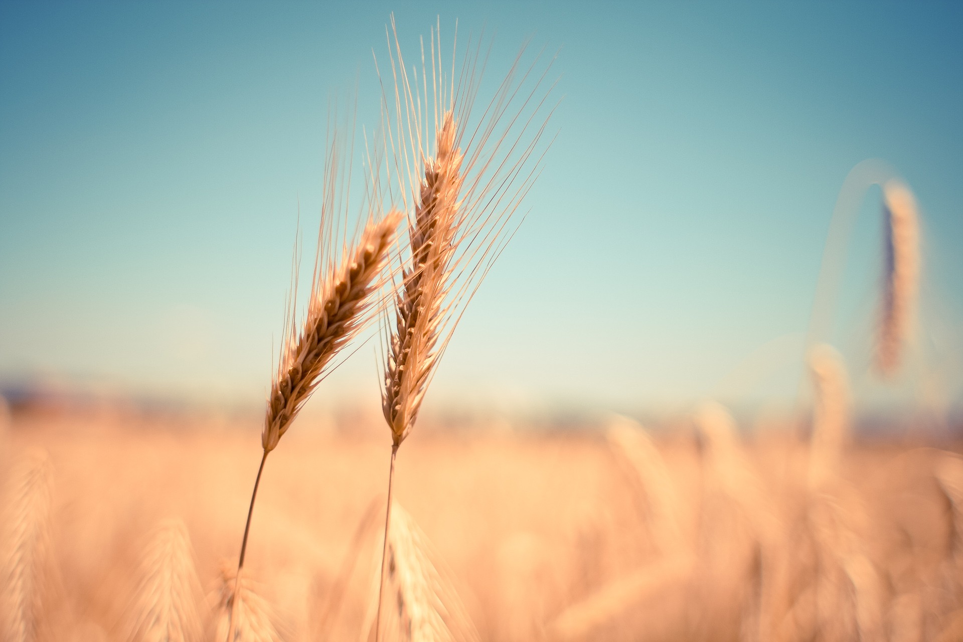 Cereali in un campo di grano
