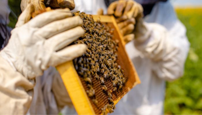 api-che-fanno-il-miele-durante-l'apicoltura