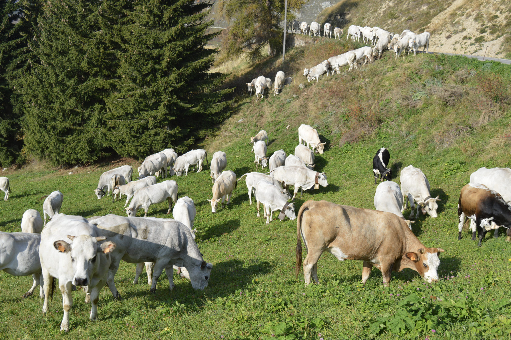 Una mandria di bovini di razza Piemontese in alpeggio