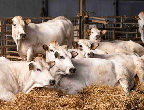 PRQA, Confagricoltura Piemonte chiede una proroga delle scadenze per l’adeguamento degli allevamenti