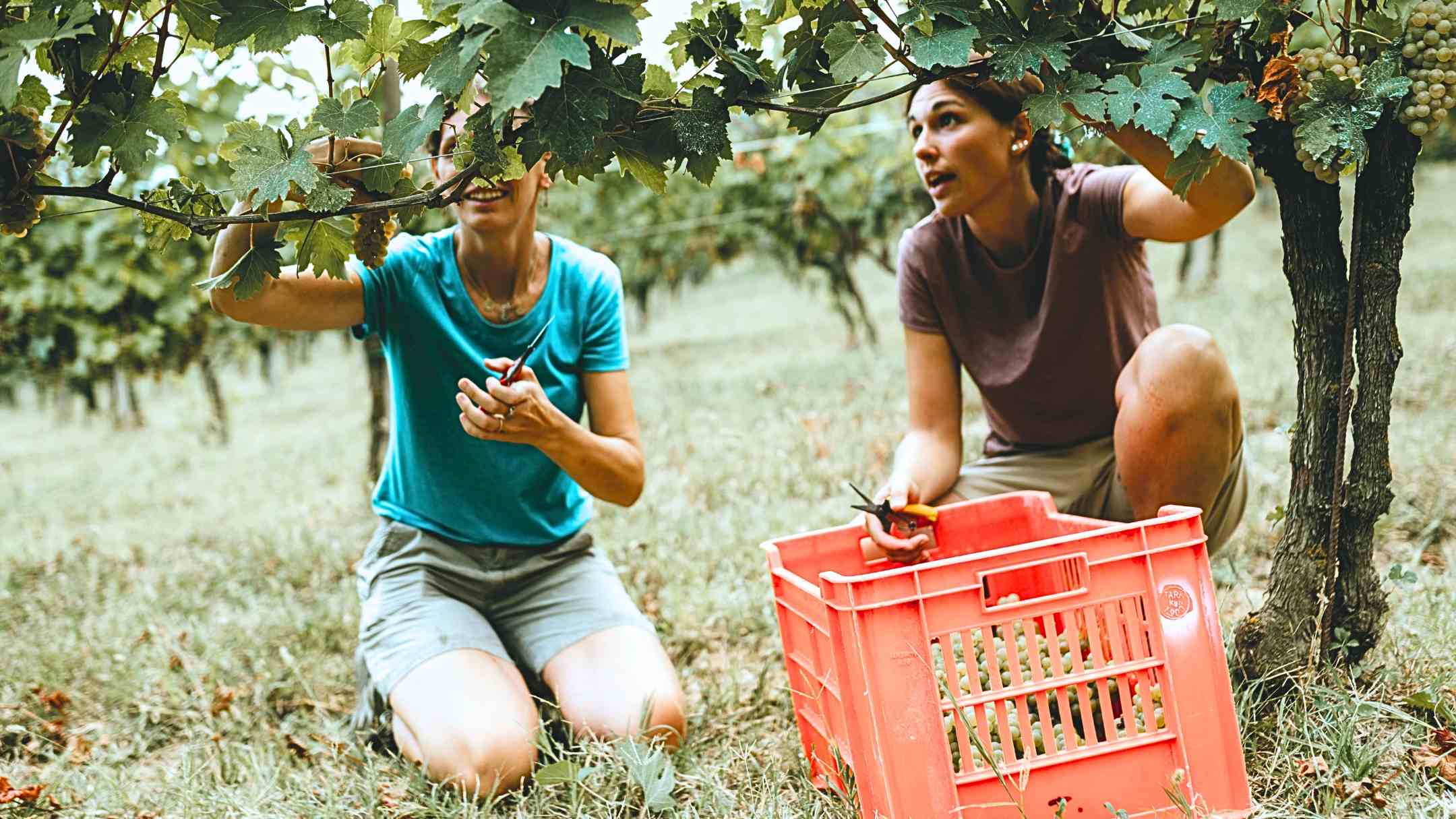 Azienda Tibaldi Vini 1