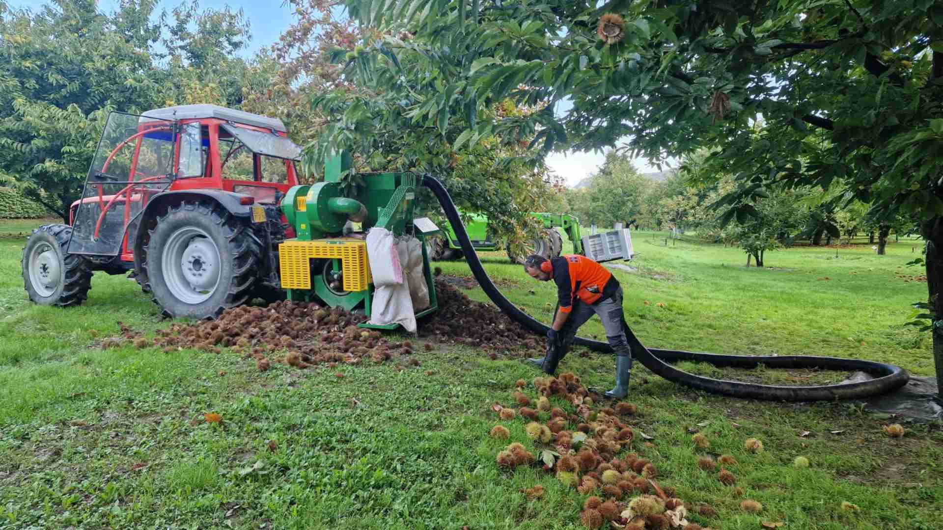 Lavoro in castagneto