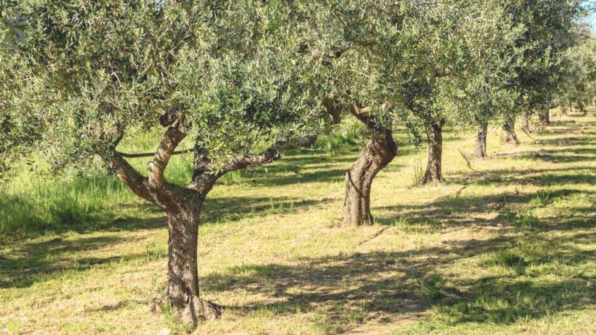 corso olivo_confagricoltura cuneo