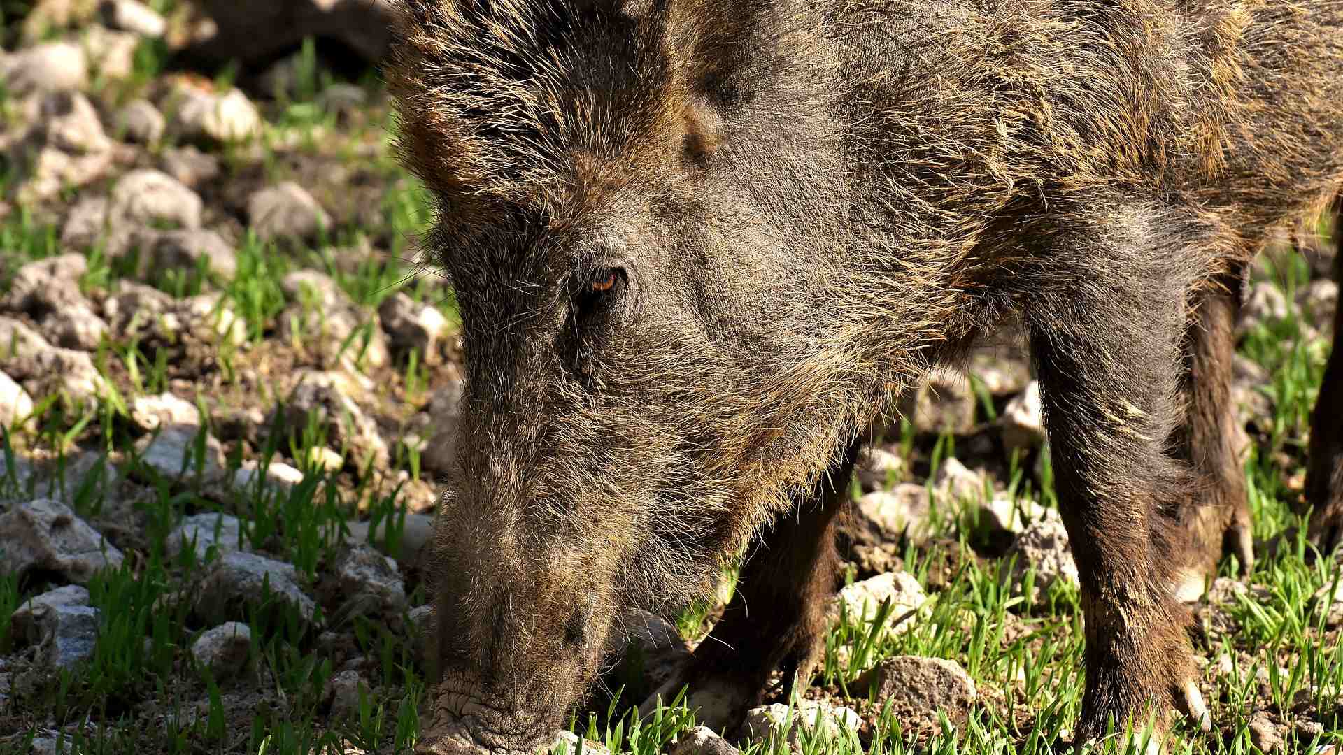 Cinghiale01