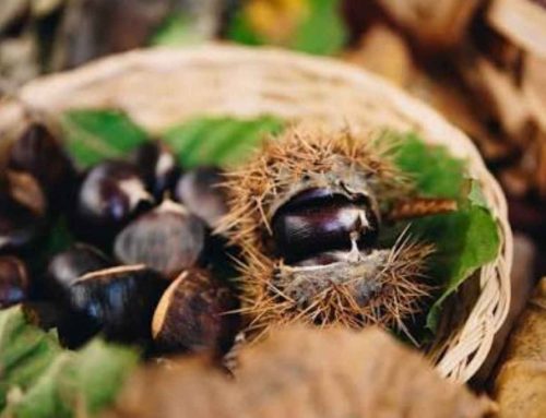 Confagricoltura Cuneo presenta il dossier “Castagneti e foreste: un patrimonio da valorizzare”