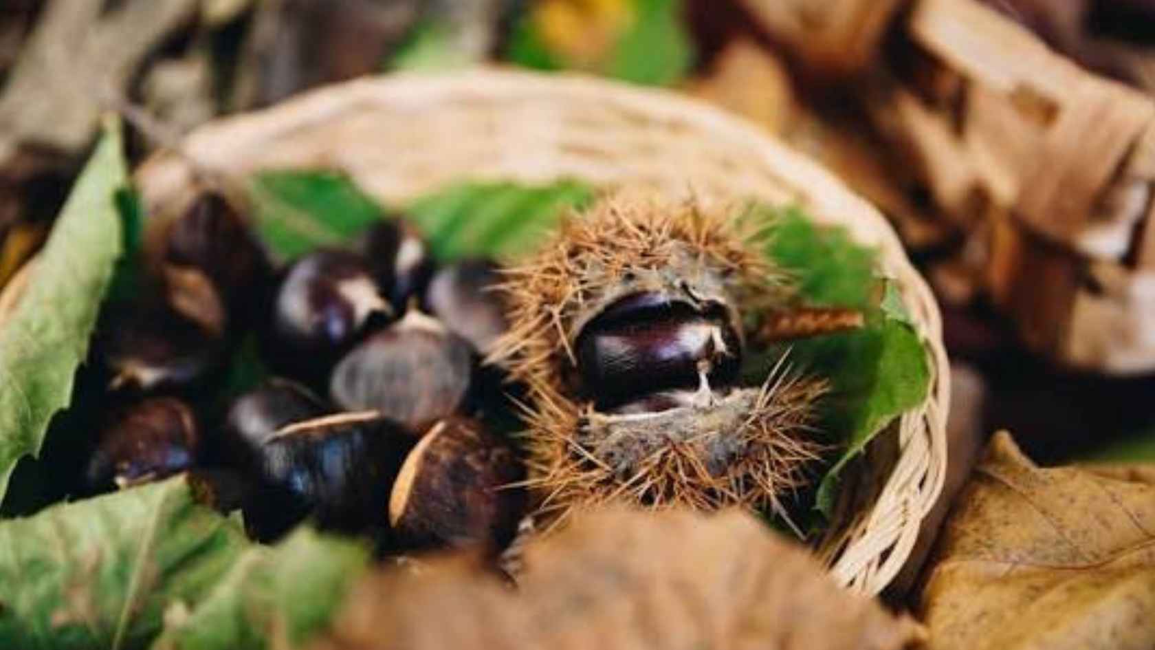 castagne