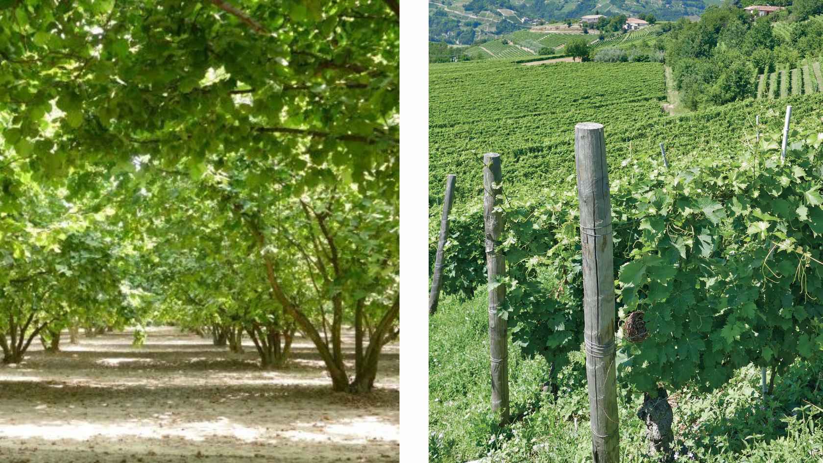 Noccioleti_Vigneti