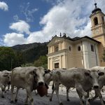 Caluma el vache - Il ritorno della mandria a valle - Prazzo, mercoledì 9 ottobre 2026